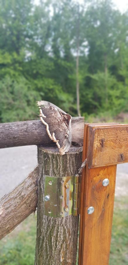 Orahovo Cottages Virpazar Kültér fotó